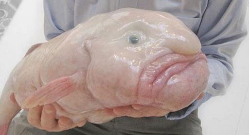 10 สัตว์สายพันธุ์สุดแปลก:Blobfish