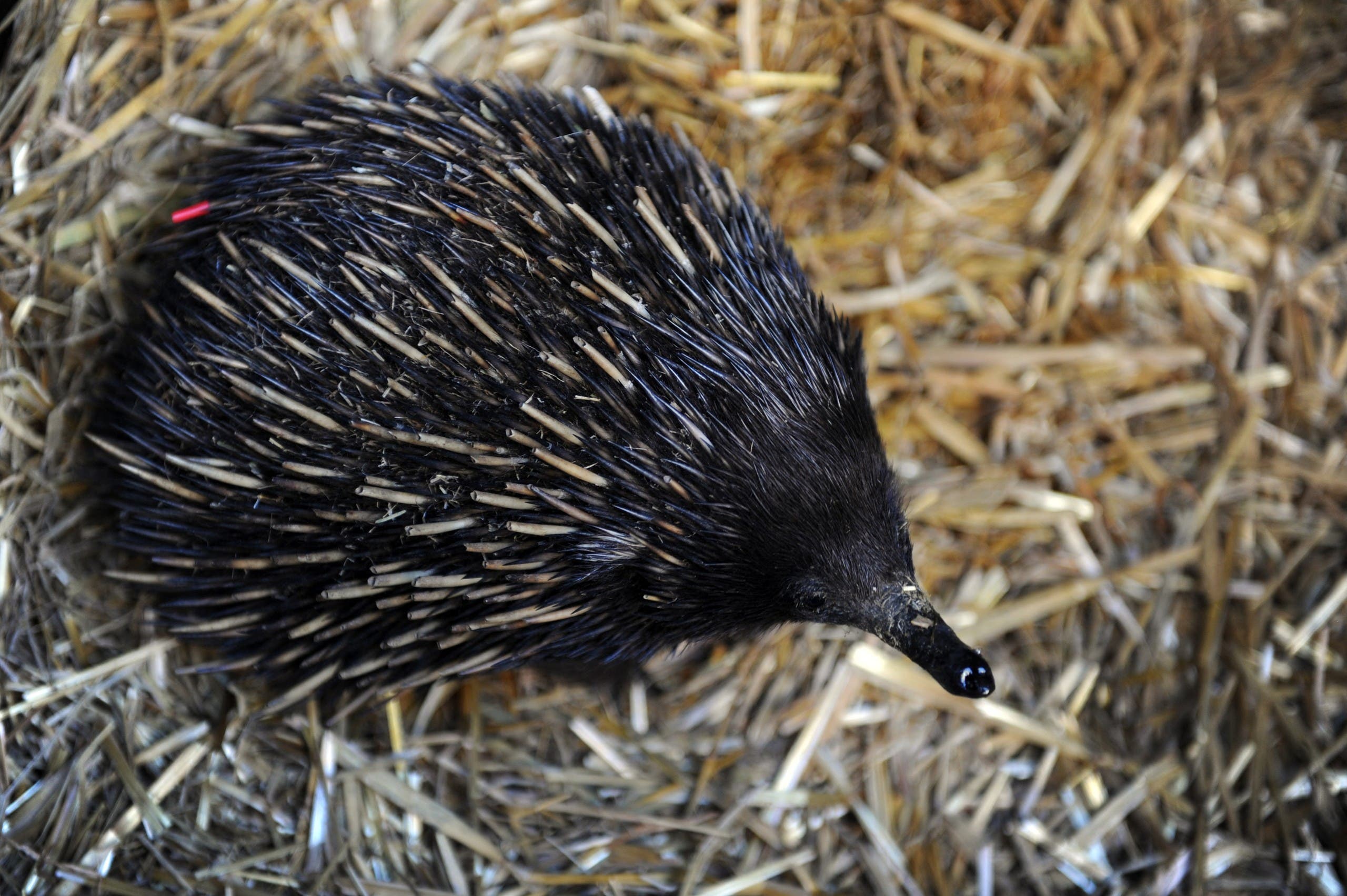 10 สัตว์สายพันธุ์สุดแปลก:Echidna