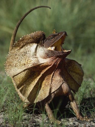 10 สัตว์สายพันธุ์สุดแปลก : Frill-necked lizard