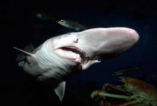 10 สัตว์สายพันธุ์สุดแปลก:Goblin shark