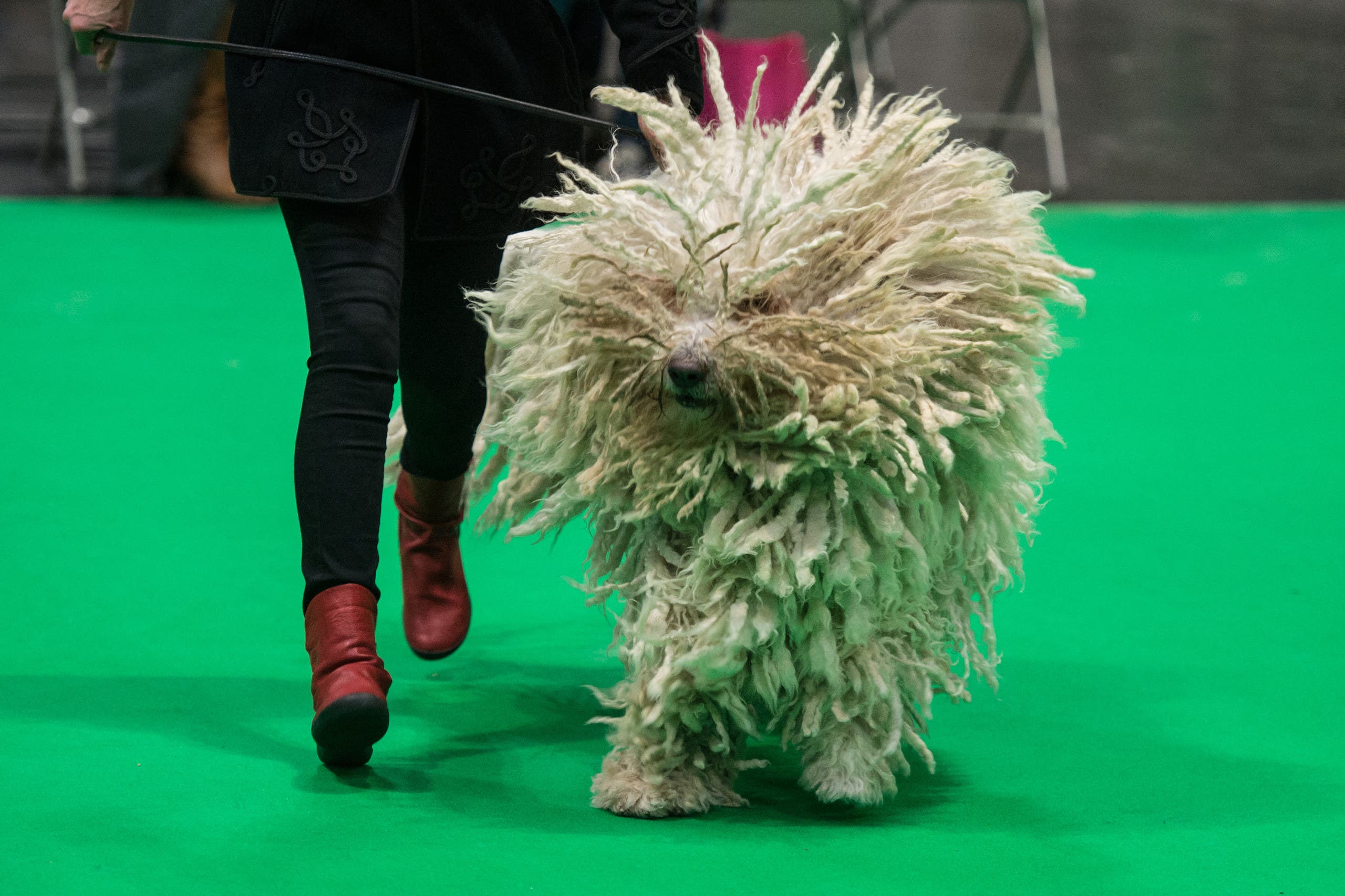 10 สัตว์สายพันธุ์สุดแปลก:Komondor Dog