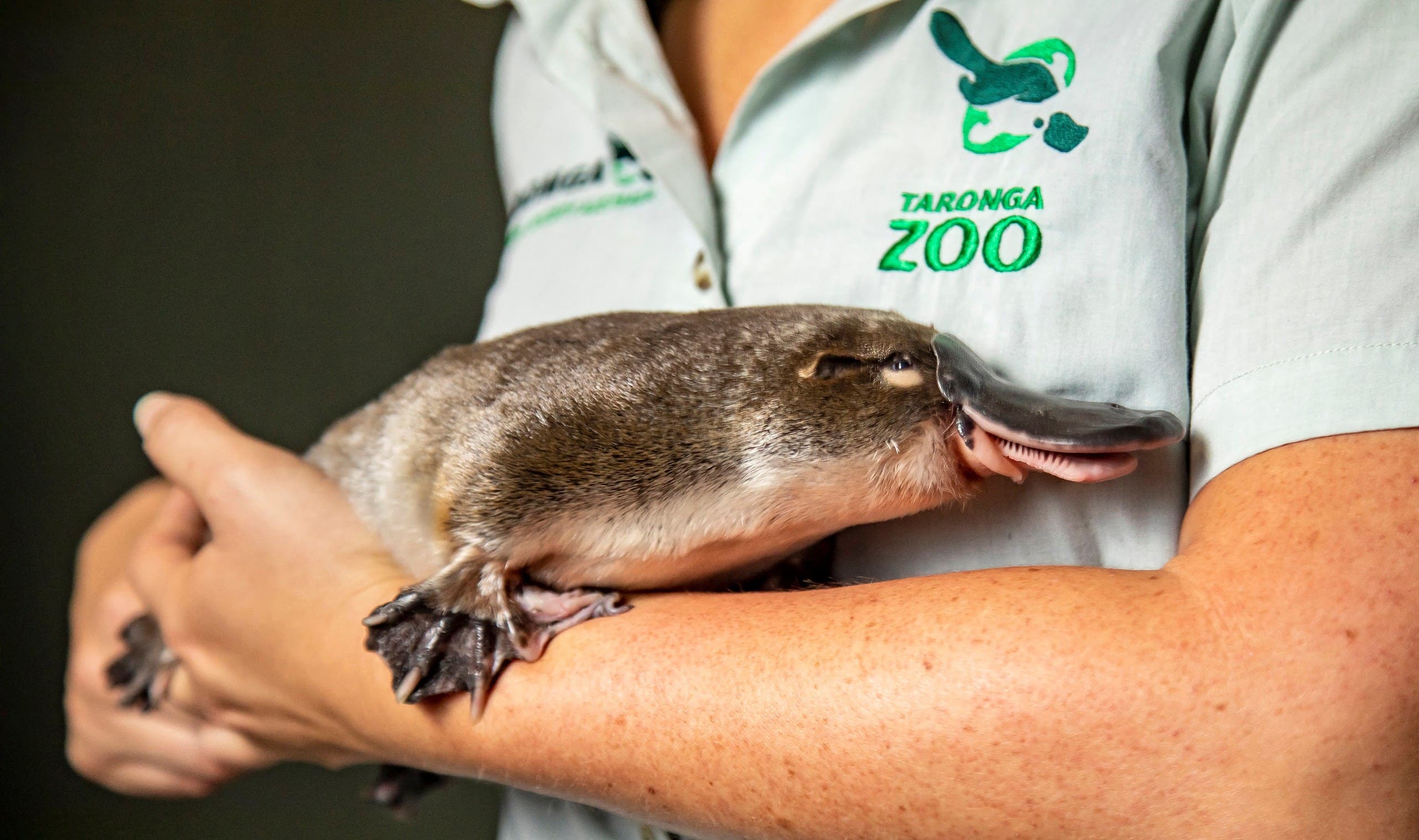 10 สัตว์สายพันธุ์สุดแปลก:Platypus