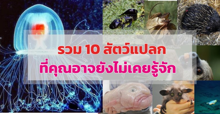 รวม10สัตว์แปลก